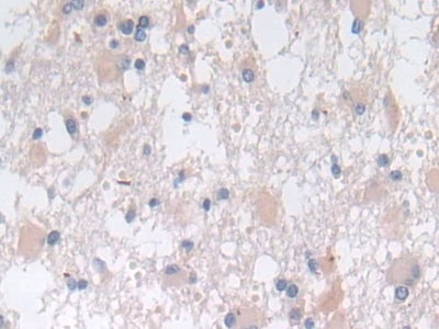 SNX13 Antibody