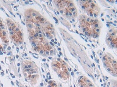 SNX13 Antibody