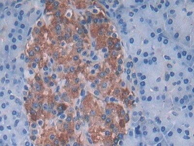 SNX13 Antibody