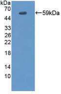 EVPL Antibody