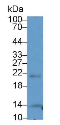 THRSP Antibody