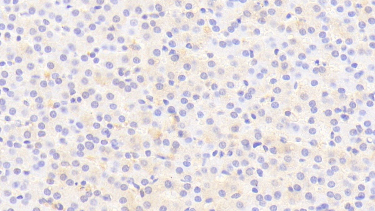 THRSP Antibody