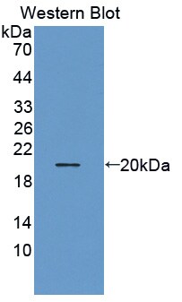 THRSP Antibody