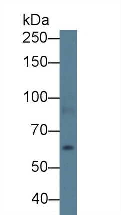 ABCA3 Antibody