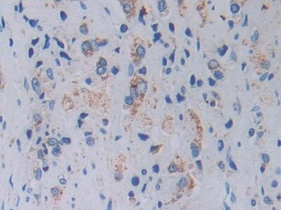 Topoisomerase III alpha Antibody
