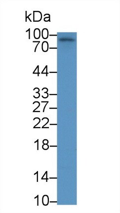 EphA10 Antibody