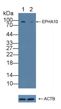 EphA10 Antibody