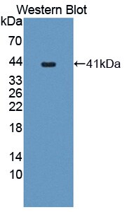 PC6 Antibody