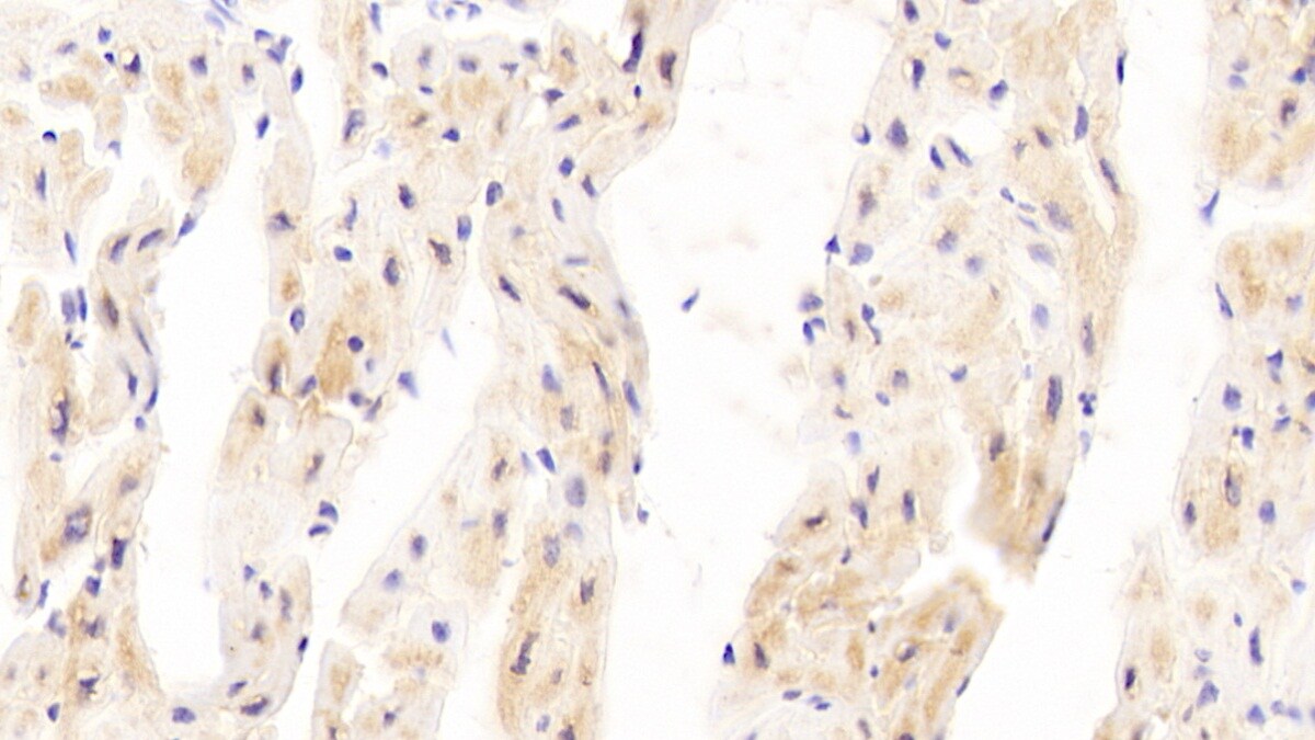 P4HA3 Antibody