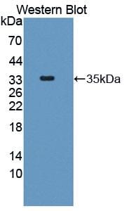 SLC25A37 Antibody