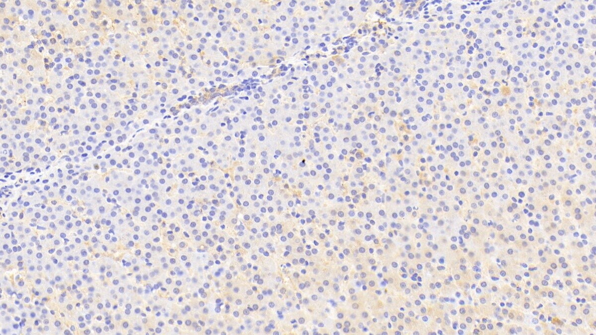 SLC25A37 Antibody