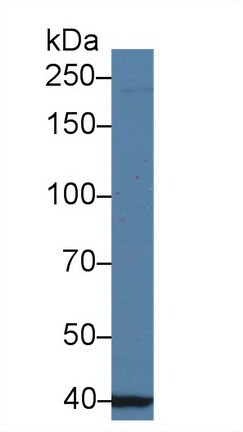 UBAP2 Antibody