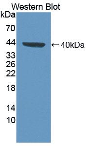FUT6 Antibody