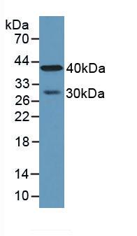 Carboxypeptidase A4/CPA4 Antibody