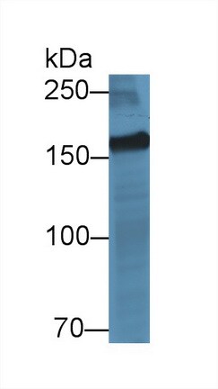 Myomesin 2 Antibody