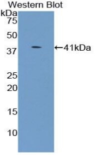 UGT8 Antibody
