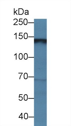 Hephaestin Antibody