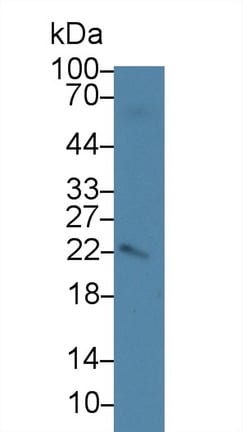 AMELX Antibody