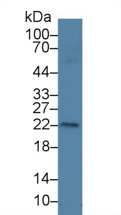 AMELX Antibody