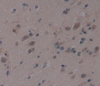 AHRR Antibody
