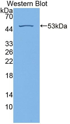 RS1 Antibody