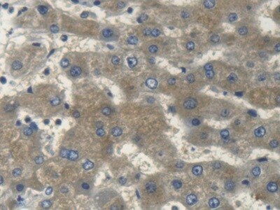 Myosin heavy chain 14 Antibody