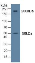 Myosin heavy chain 14 Antibody