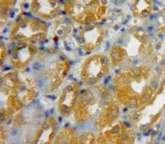 beta-Defensin 3 Antibody