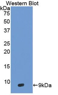 beta-Defensin 3 Antibody