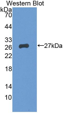 BCMO1 Antibody