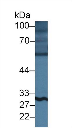 Blk Antibody