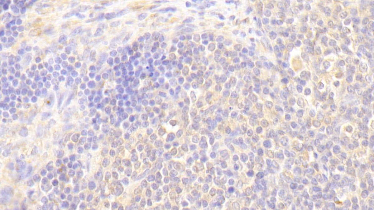 Blk Antibody