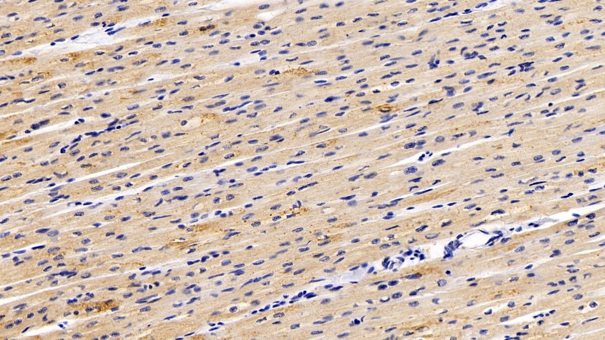 MTR Antibody