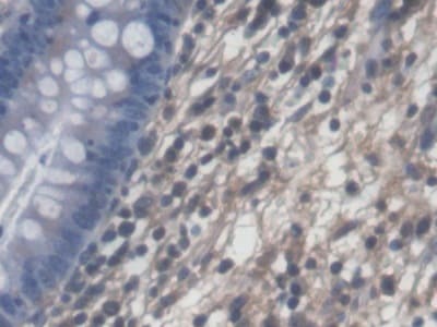 PLP2 Antibody