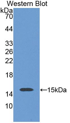 SLC30A3 Antibody