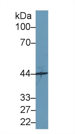 SYTL2 Antibody