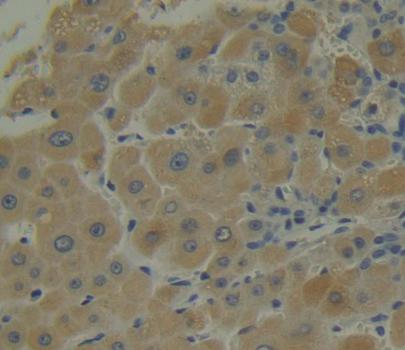Snapin Antibody