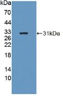 B4GALNT2 Antibody