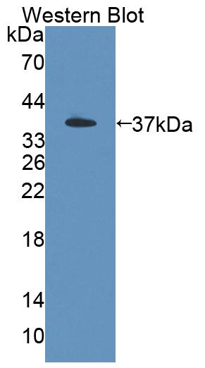 PSG2 Antibody
