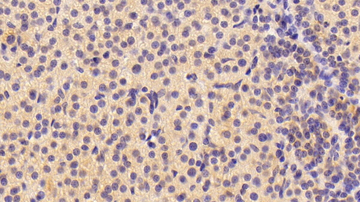 Neuritin Antibody