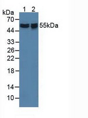 API5 Antibody