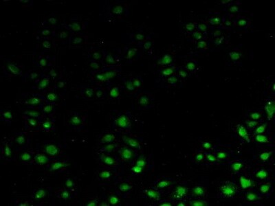 API5 Antibody