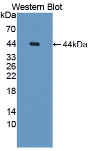 API5 Antibody