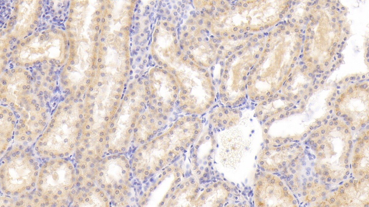 FIGN Antibody