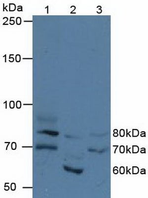 FIGN Antibody