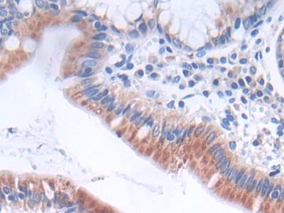 GLTP Antibody