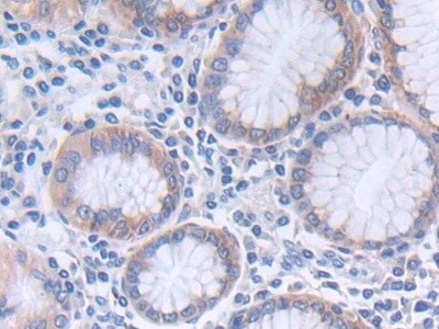 GLTP Antibody