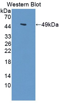LARGE Antibody