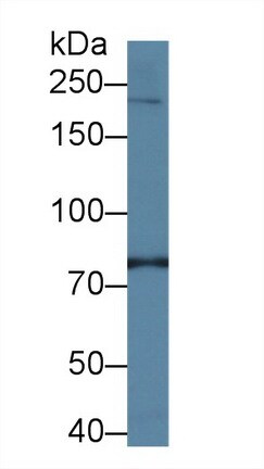 PIK4CA Antibody