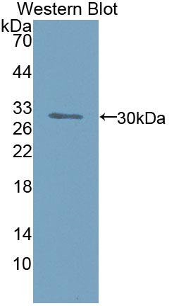 Inversin Antibody